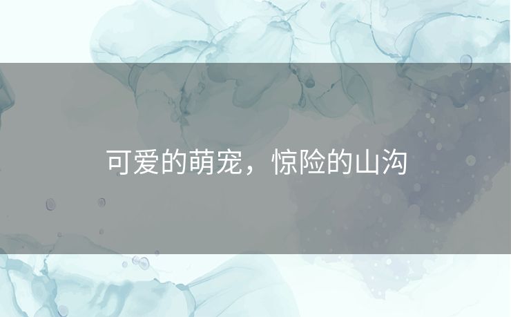 可爱的萌宠,惊险的山沟 可爱的萌宠,惊险的山沟