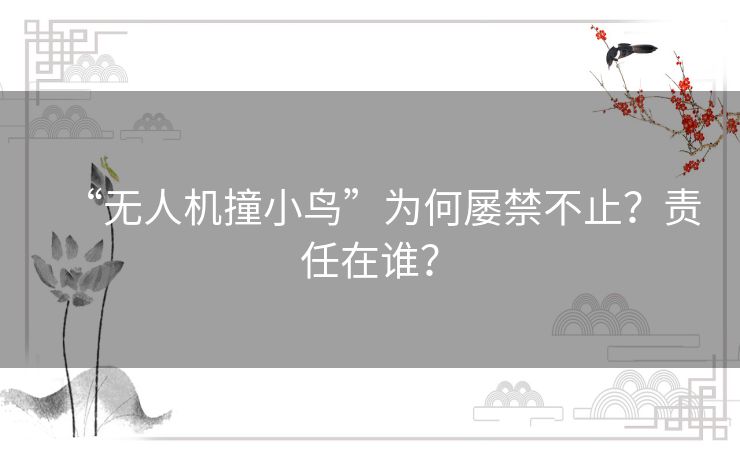 “无人机撞小鸟”为何屡禁不止?责任在谁? “无人机撞小鸟”为何屡禁不止?责任在谁?